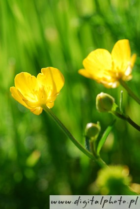 Krypsoleie, Ranunculus repens, gule blomster