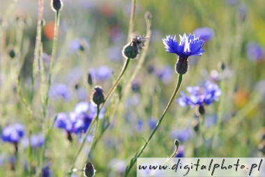 Blå vilda blommor