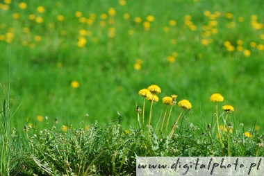 Łąka polnych kwiatów