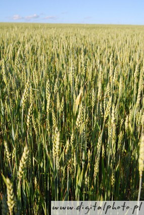 Kornsorter, bilder av kornsorter