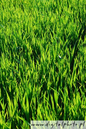 Spring wheat field