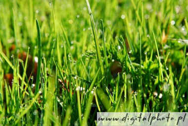 Gras, dauw op het gras