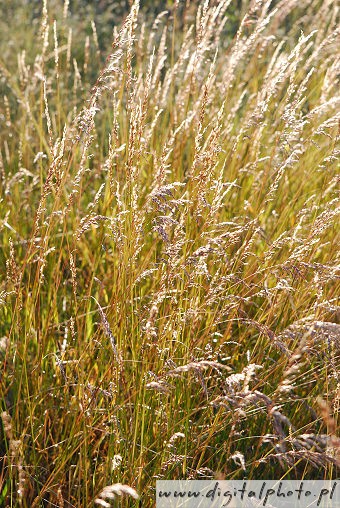 Wild grasses