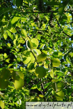 Gröna blad