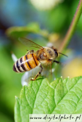 Bees macro photography