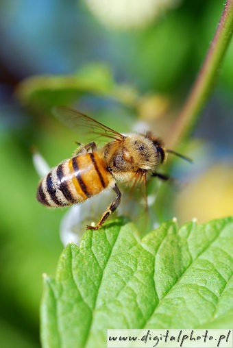 Pszczoły, zdjęcia makro