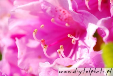Flores rosa