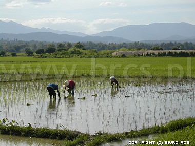 Pola ryżowe - Tajlandia