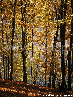 Las bukowy - Kaszuby - Jesień