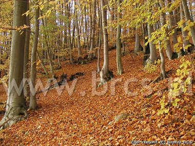 Jesień - las bukowy - Kaszuby