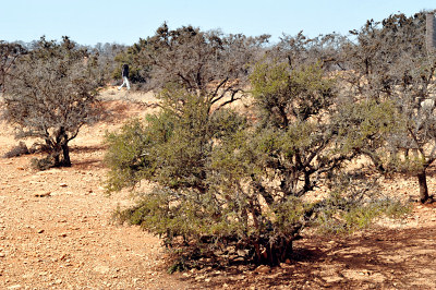 Argan trees, argan savanna