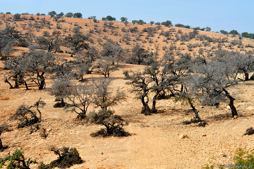 Drzewa arganowe, endemit w Maroku
