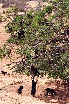 Goats on trees