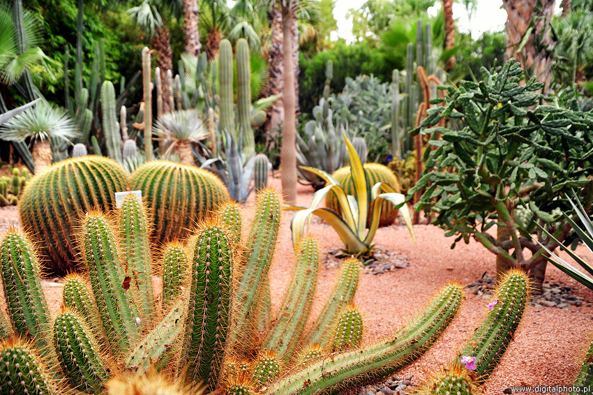 Kaktusy, zdjęcia kaktusów w ogrodzie, Marrakesz