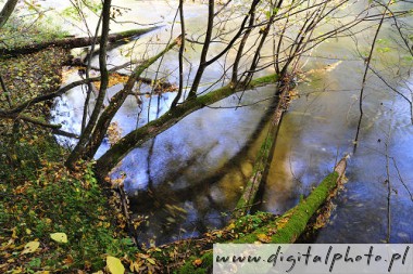 Photographie nature, rivière Radunia