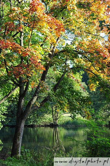 Arce en otoño, árboles en otoño