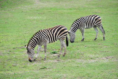 Cebras, zebras, imágenes de cebras