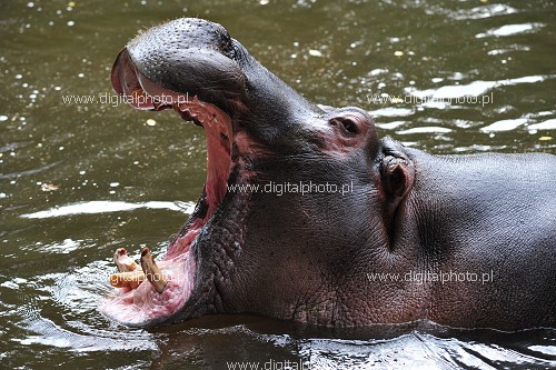 Hipopotam (Hippopotamus), zdjęcie hipopotama