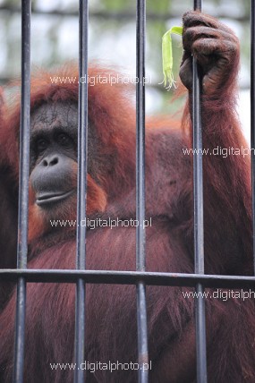 Orangutan (Pongo), małpy człekokształtne