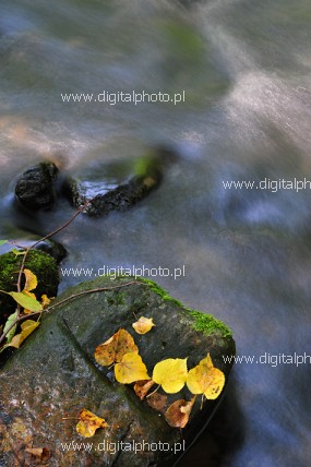 Water river, autumn photography