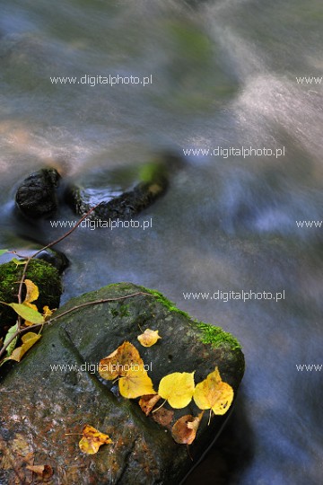 Rzeka marzeń, jesienny obrazek