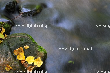 River and leaves, wallpaper - autumn scenes