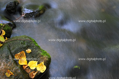 River and leaves, wallpaper - autumn scenes