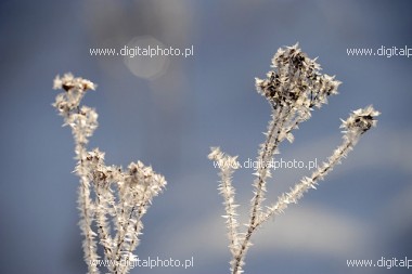 Vinterbilde, vinterfoto