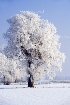 Frost på träd, rimfrost