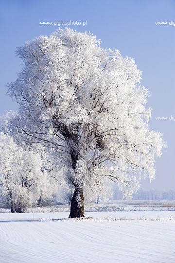 Szadź na drzewie, mroźna zima