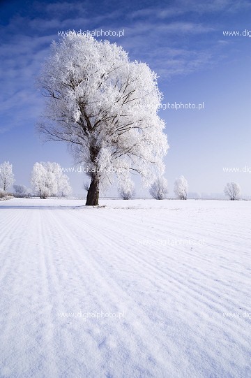 Zima krajobrazy, szadź na drzewie