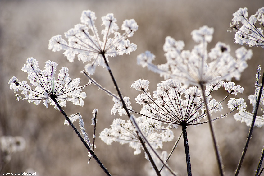 Frozen plants, winter macro photography