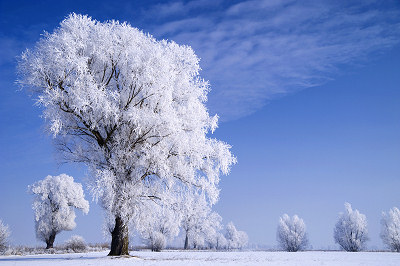 Vintertid billeder, vinterlandskaber, rimfrost på træer