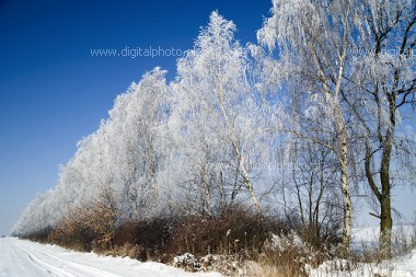 Zdjęcia zimowe, szadź na drzewach