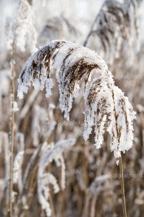 Plants in winter, nature photography