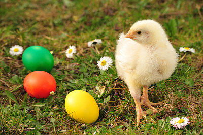 Little chick and Easter eggs