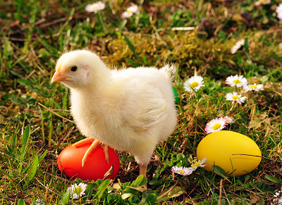 Easter stock photos, Easter eggs and chicken