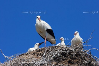 Storkene, billeder af storkene