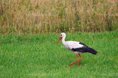 Hvit stork (Ciconia ciconia) - fugler
