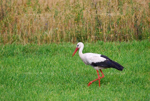 Hvid stork (Ciconia ciconia), fuglebilleder