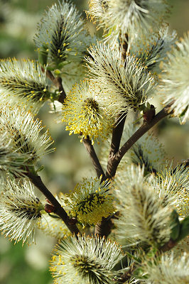 Lente natuurfotografie, bloeiende bomen, wilg (Salix caprea)