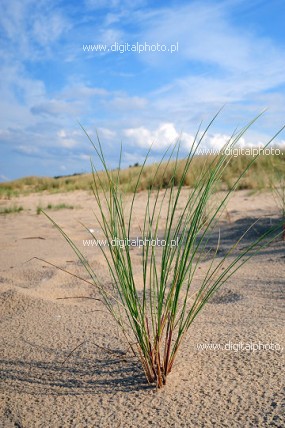 Roślina na plaży, piaskownica zwyczajna