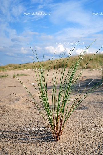 Roślina na plaży, piaskownica zwyczajna