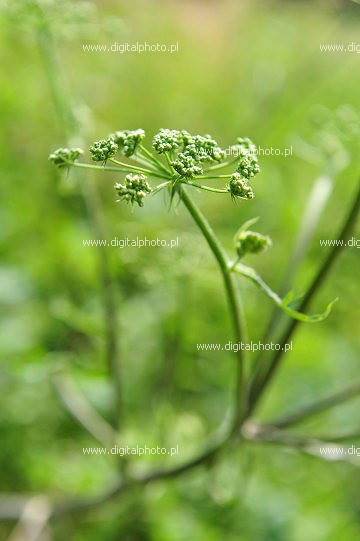 Barszcz Sosnowskiego (Heracleum sosnowskyi), roślina zielna - niebezpieczna roślina