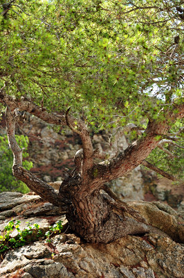 Hiszpania Costa Brava - drzewo na skale