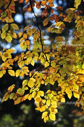 Colori autunnali - foglie autunno