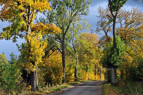 Carretera en otoño