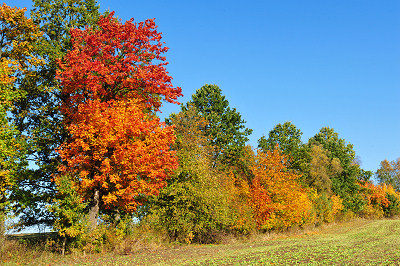 Árvores de outono, paisagem