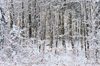 Vinterskog, vinter i skogen