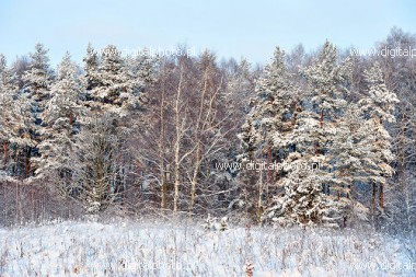 Winter landscape scenes
